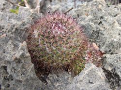 Caracasbaai Schiereiland 20140119 010